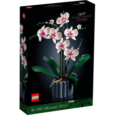 Orchid - 10311