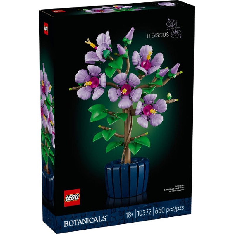 Hibiscus - 10372